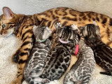 Geneva Bengals