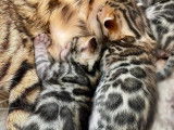 Geneva Bengals