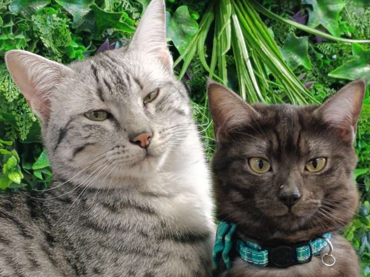 Cup Cats