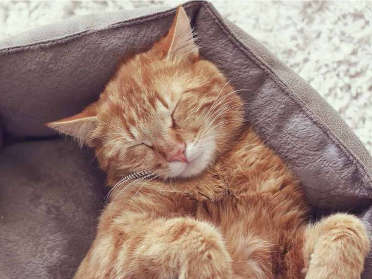 Pet Valu