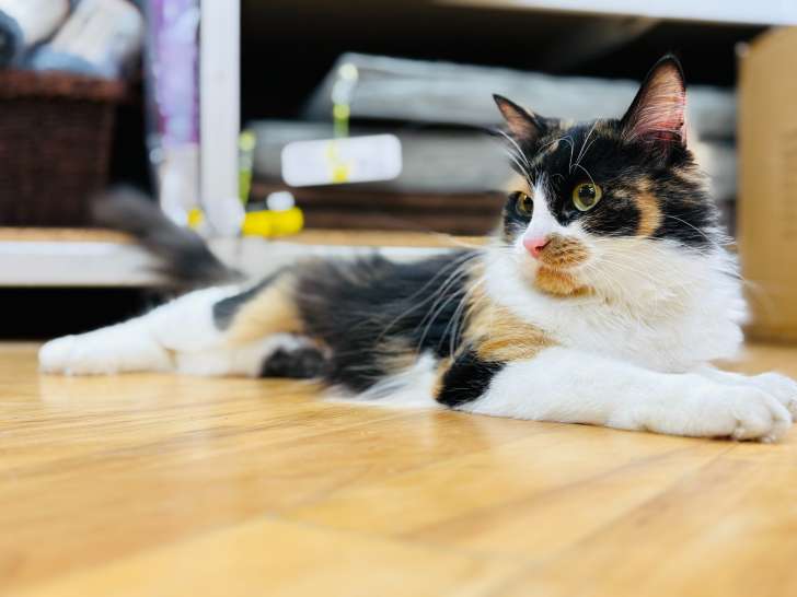 March Road Pet Food & Supplies