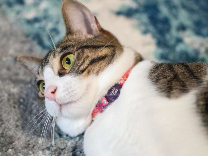 The Pampered Pet