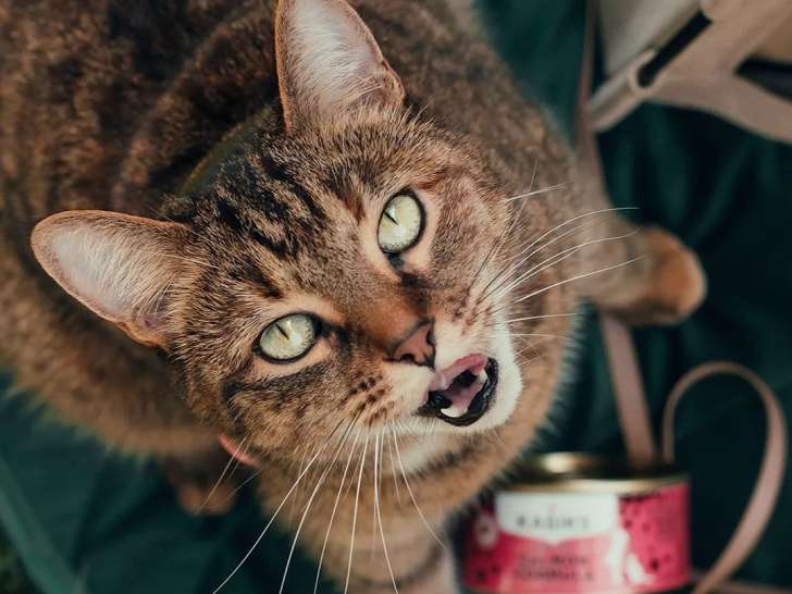 Healthy Pets Boutique
