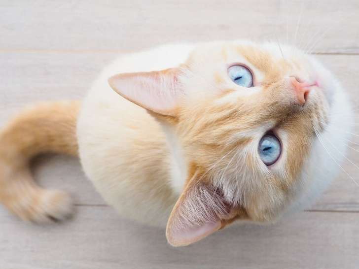 Equilibre Chat