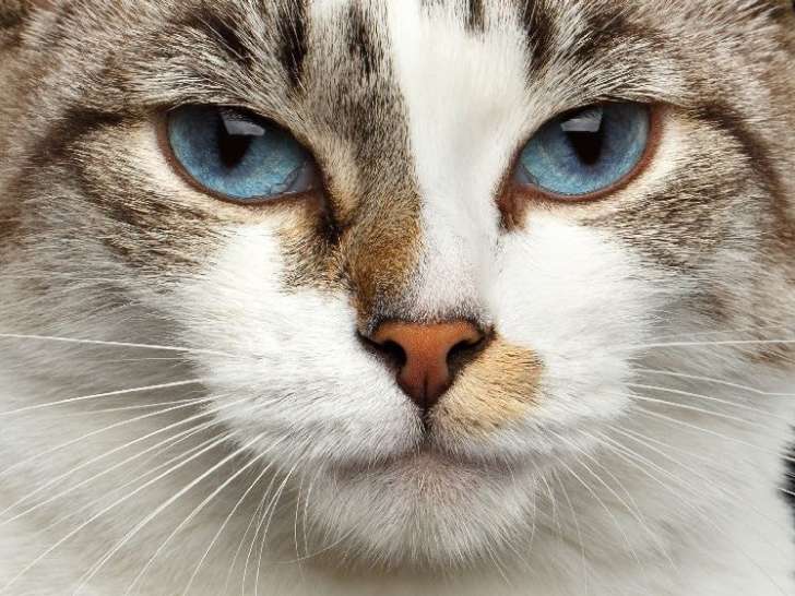 Equilibre Chat