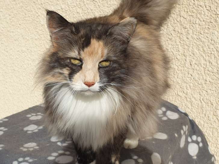 Ananda Animaux