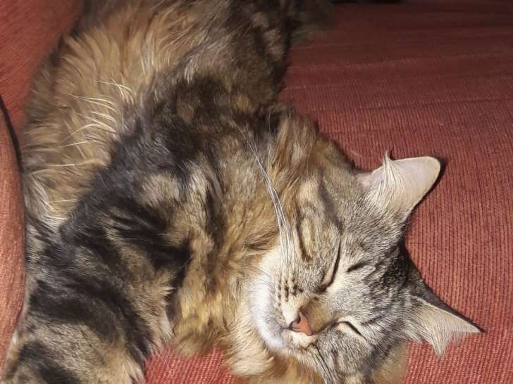 HappyPets