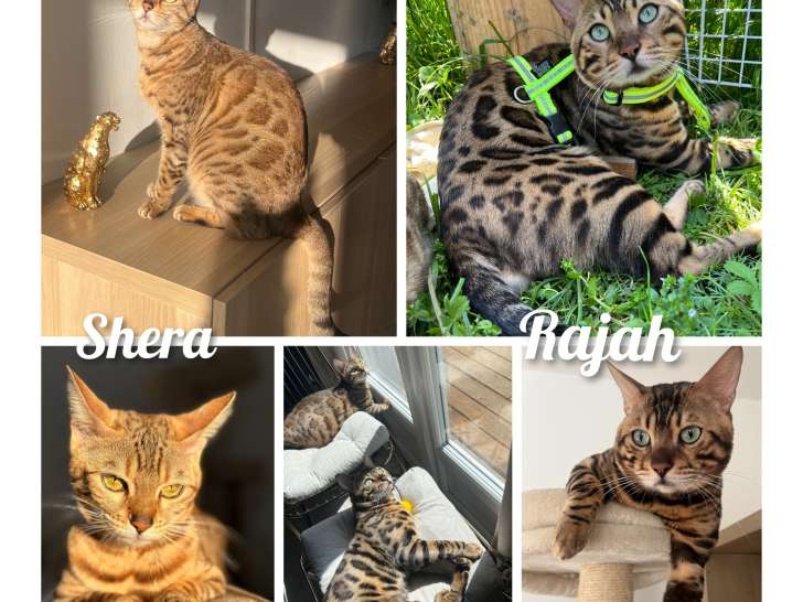couple Rajah & Shera