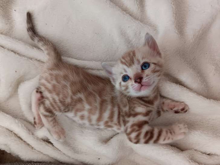 Tyle Bengal