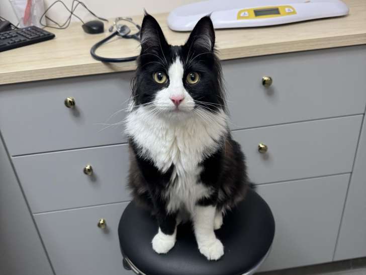 SatignyVet