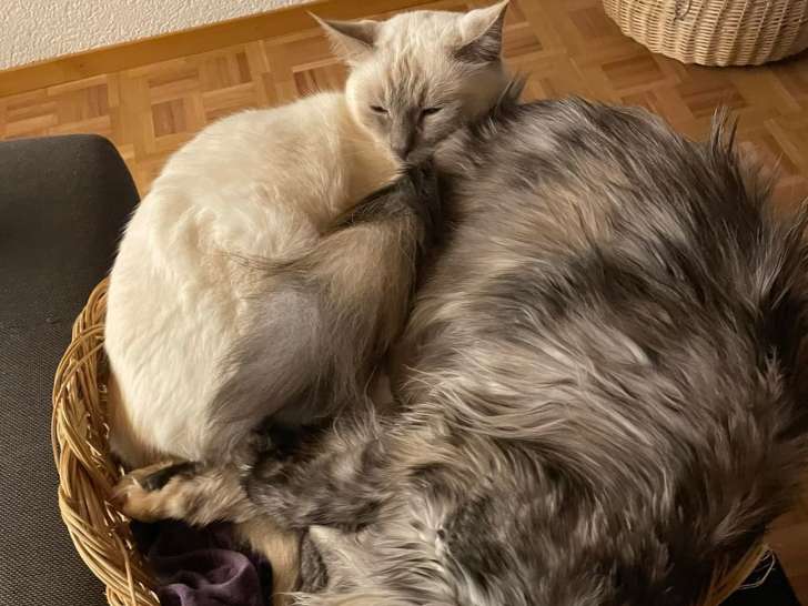 Cat Zen
