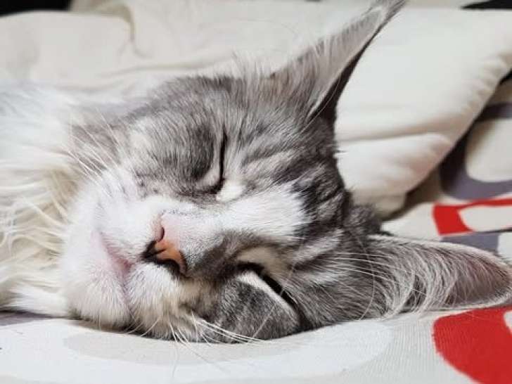 Chat plane pour moi !