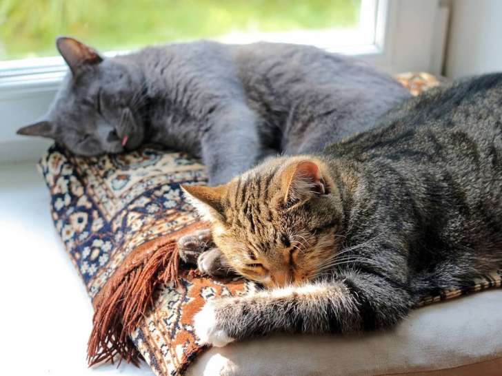 Chat plane pour moi !