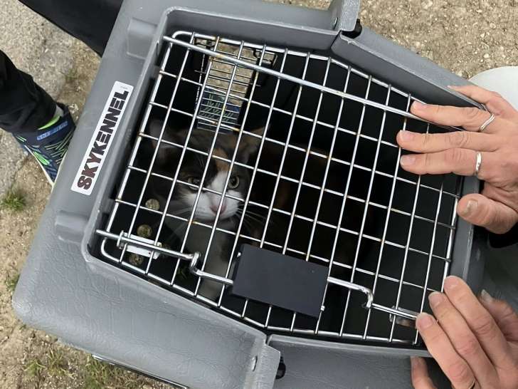 Animal Aide Action (AAA)