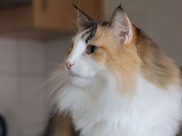 Atouchat