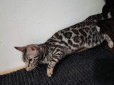 Kyky Cat Bengal