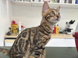 Kyky Cat Bengal