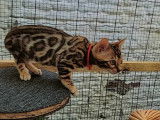 Kyky Cat Bengal