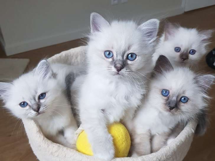 Des 6 Coeurs Sacrés