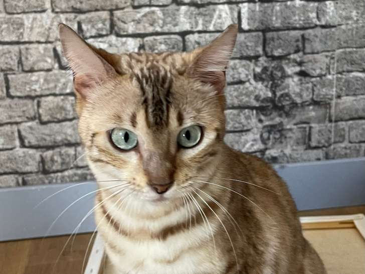 Spirit Of Bengal Wild's & Cashmere Bengals