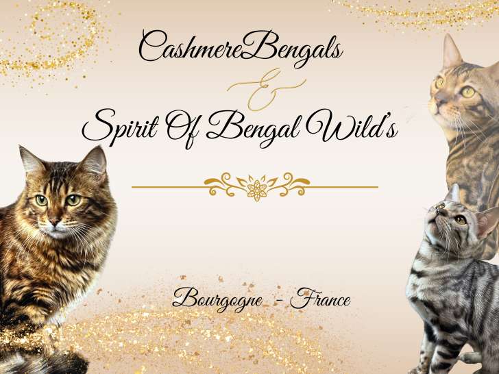 Notre site internet - www.cashmerebengals.net aujourd'hui le guide le plus complet sur la race BENGAL
