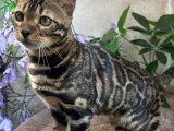 Akena-Nephtys femelle Brown tabby spotted