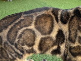Les rosettes XXL de nos lignées Bengal short hair