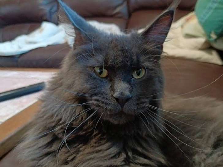 Les Chats des Crus