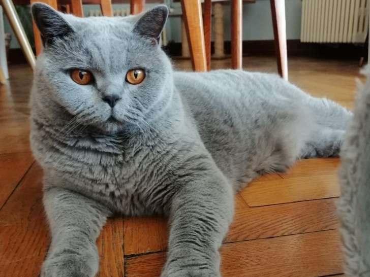 Cabot In Joy