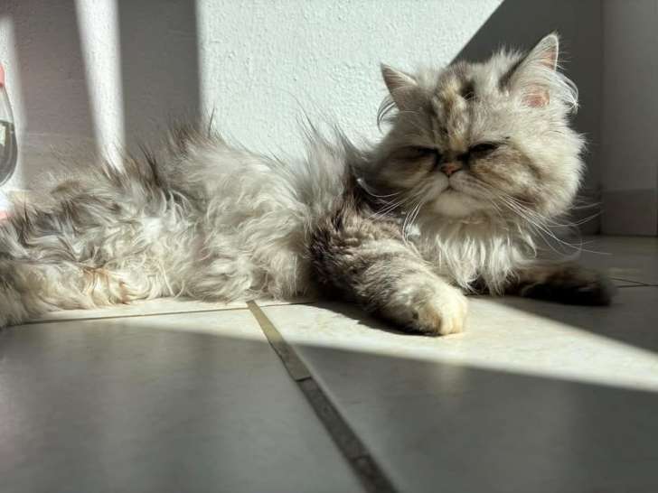Chatterie Pattes de coton