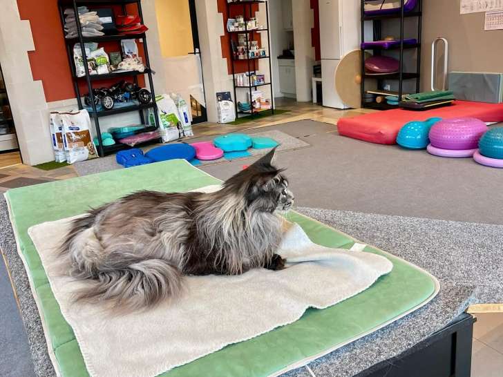 Physiovet Vaud