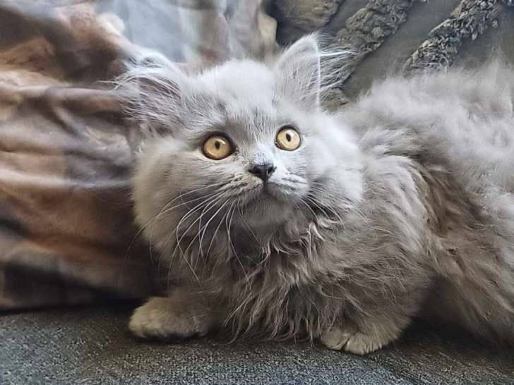 Chatterie de la Maison Targarien