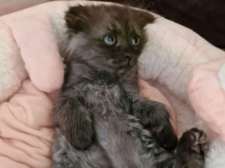 Chatterie de la Maison Targarien