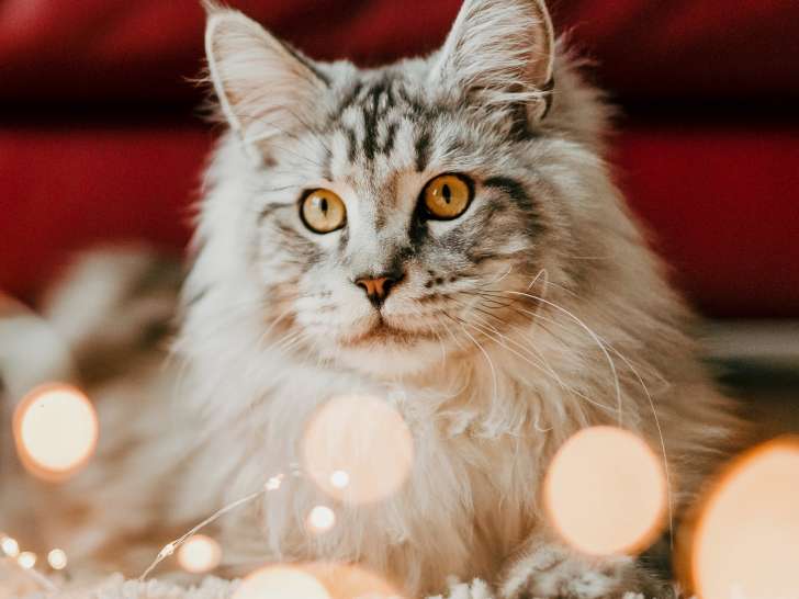Bdw Petcare