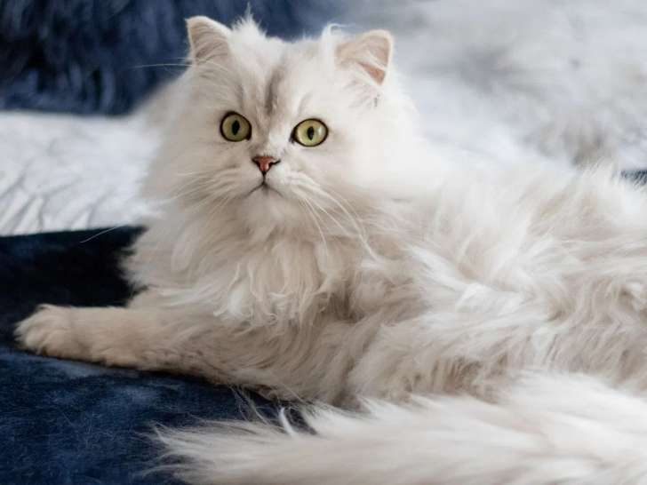 Magie Animale