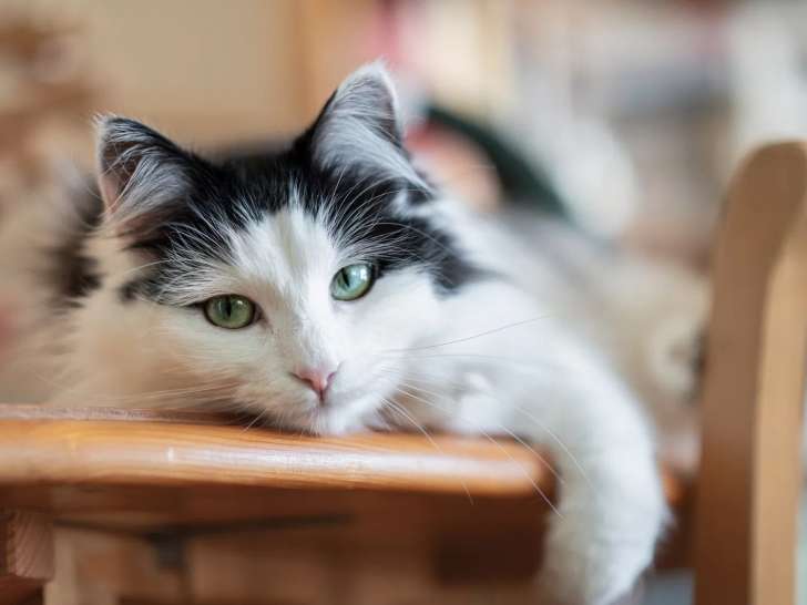 Pet Friendly Photography