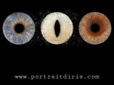 Portrait d’iris