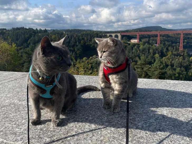 Tom & Miky