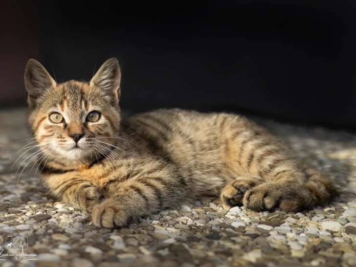 Zoom sur Animaux