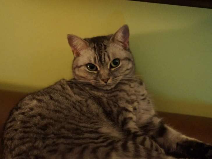 Mi-Chat