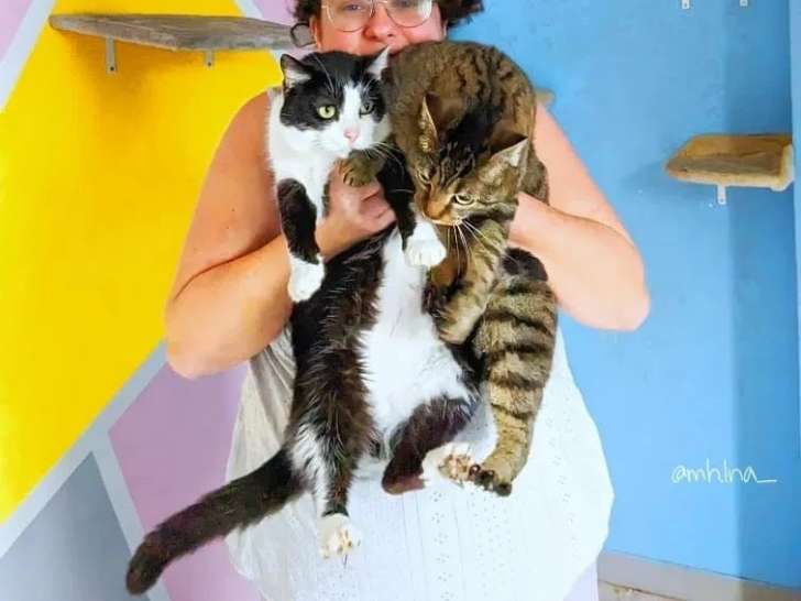 The Pets Family