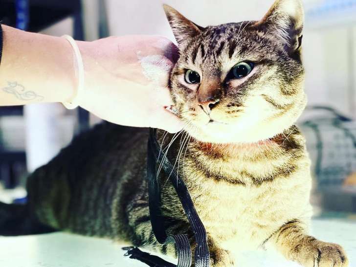 Ami’Nimaux
