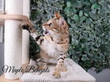 Maple Bengals