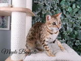 Maple Bengals