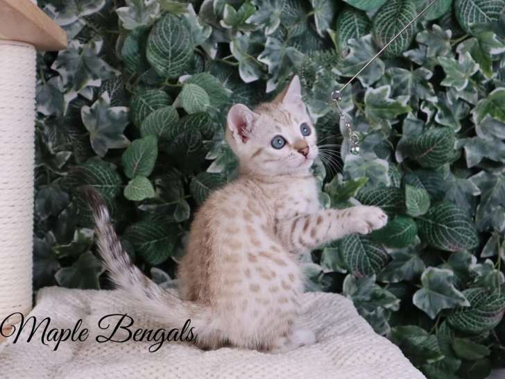 Maple Bengals