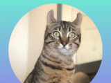 Community Alley Trappers (CAT)