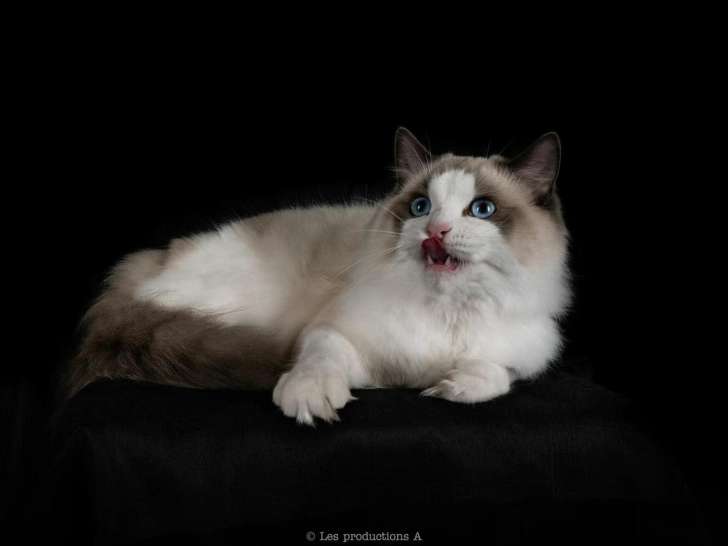 YiMeowDoll