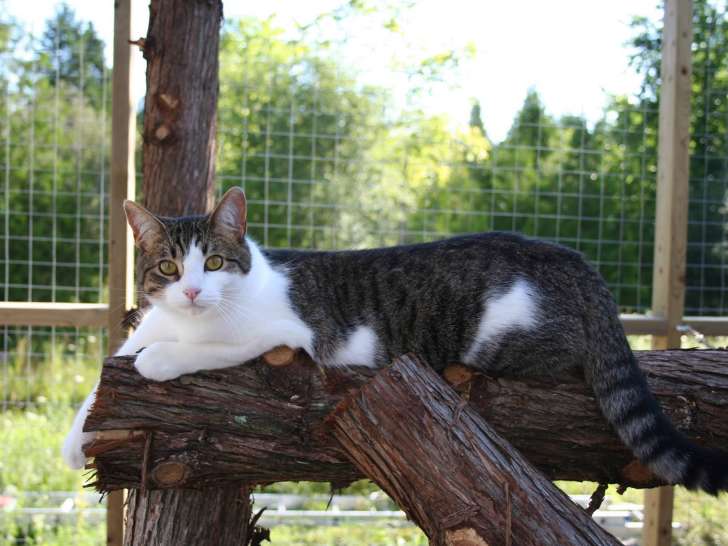 Cats Paradise Spa & Boarding Retreat