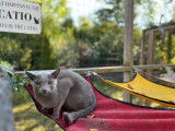 Cats Paradise Spa & Boarding Retreat