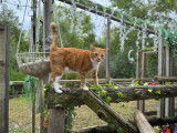 Cats Paradise Spa & Boarding Retreat